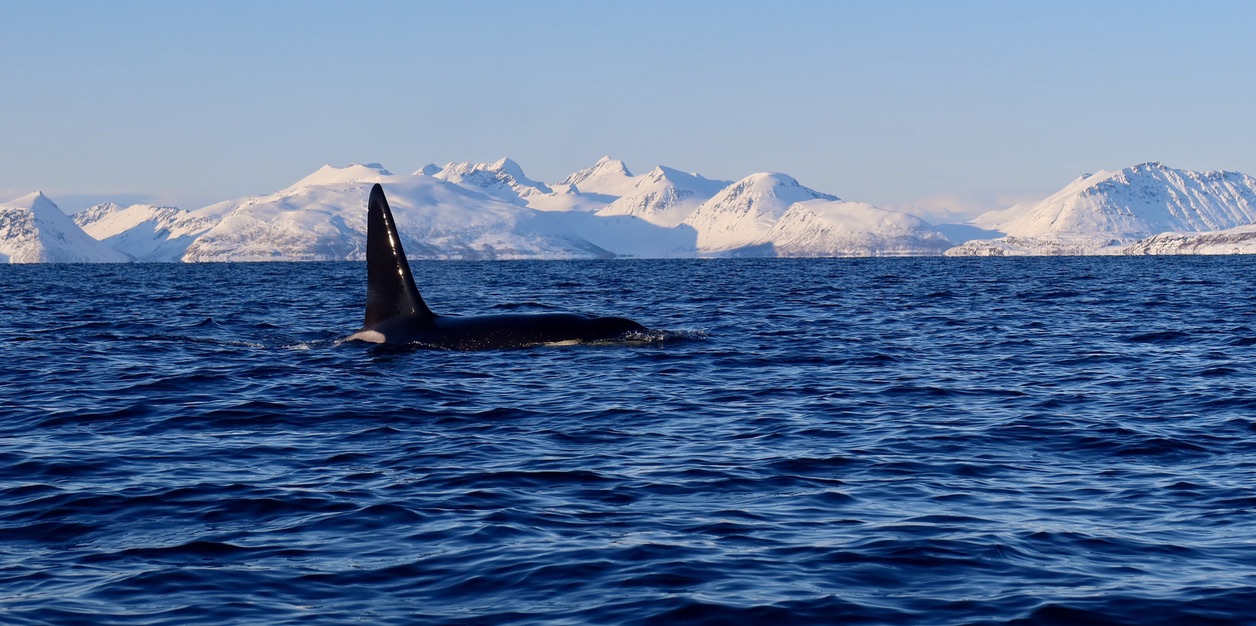 Whales in Norway, Lyngen Alps close to Skjervøy